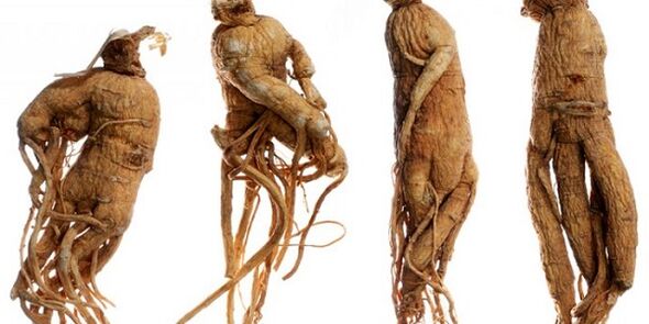 raíz do ginseng para aumentar o pene